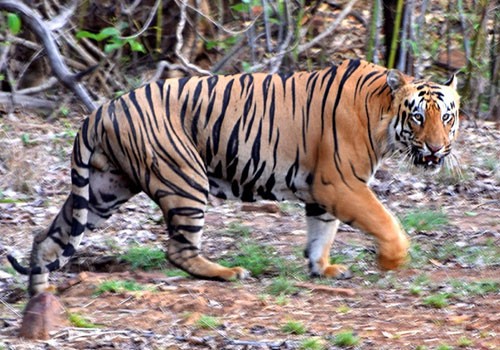 Corbett Wildlife Tour Itinerary (5 Days): A Thrilling Adventure into Nature’s Wilderness